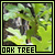 Oak trees (019)