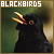 Blackbirds (Estonia)