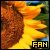 Sunflowers (Estonia)